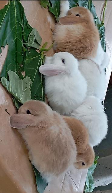 ev dovşan: Mini Lop dekorativ dovşan balaları - Cins: Mini Lop (aşağı sallanan — 3