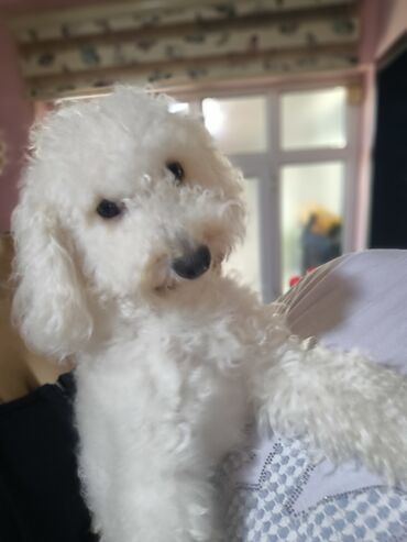 it etibarli ellere verilir: Pudel, 3 ay, Dişi, Peyvəndli, Pulsuz çatdırılma