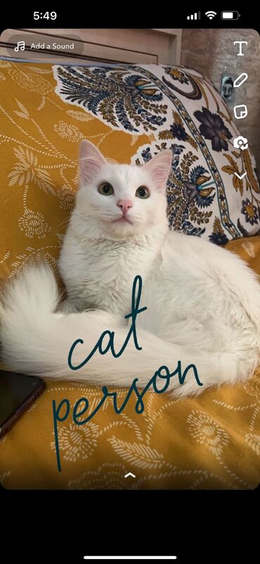 коты бишкек: Кот на усыновление. нужны заботливые люди для кота. белый цвет
