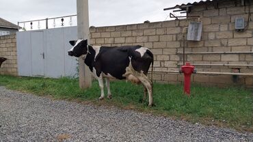 ev heyvanları satışı: Dişi, il: 4, Damazlıq, Ünvandan götürmə