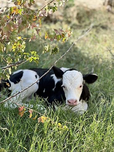 Телята: Erkək simmental buzov. Tam sağlamdır. 5 günlükdür. Super buzovdur — 6