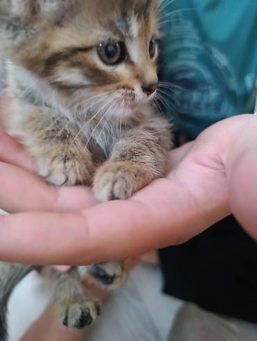 котята сиамской кошки: Котята — очаровательные малыши с разными окрасами. отдам добрые руки — 4