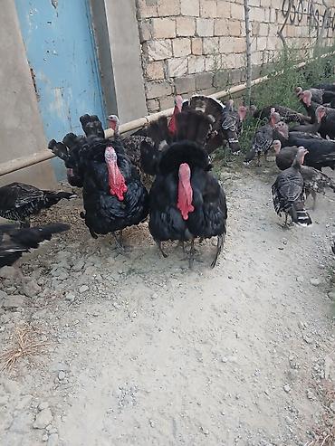 satliq ov itleri berde: Erkək, Ətlik — 4