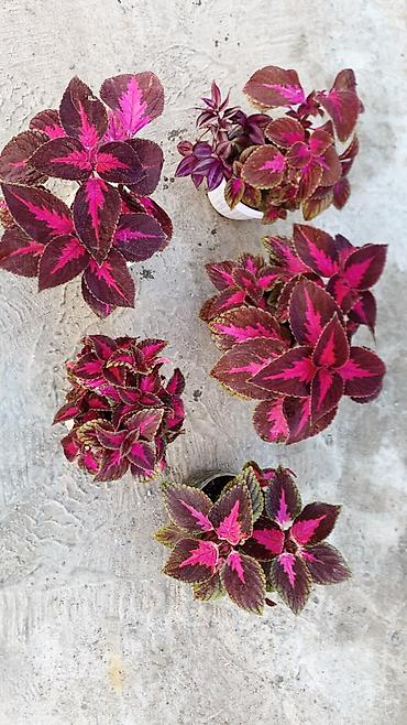 Фиалки и глоксинии: Глоксиния (Sinningia speciosa) в пластиковом кашпо - Сорт с крупными — 14