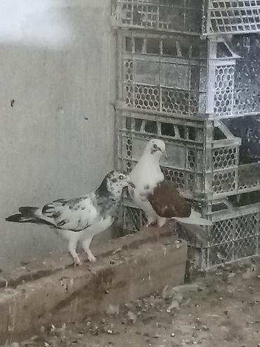 qus yuvası: Qeyd: Şəkillərdə müxtəlif rəngdə ev göyərçinləri təqdim olunur — 2