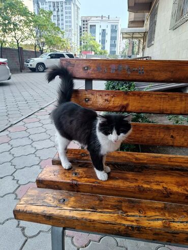 купить кота в бишкеке: Ласковый котенок невероятной красоты ищет дом! Котенок очень красивый
