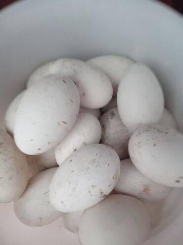 mayalı yumurta satışı: Самец, | Linda, Для яиц, Платная доставка
