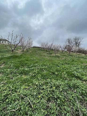 Kənd təsərrüfatı, Makler, Kupça (Çıxarış) lalafo.az -da — 6 Kənd təsərrüfatı, Makler, Kupça (Çıxarış) — 6