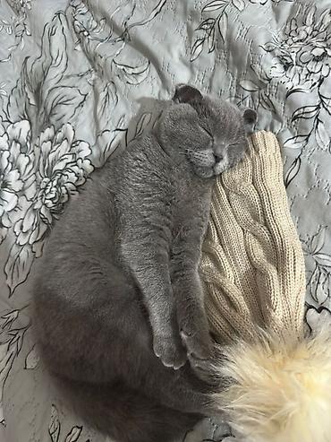 Кошки: Шотландская вислоухая — 5