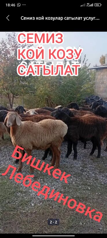 купить щенка добермана из питомника: Сатам | Ургаачы кой (ургаачы), Козу, Кочкор (эркек) | Союуга, Көбөйтүү үчүн, Жүн үчүн | Бычылган, Ургаачы, Токту