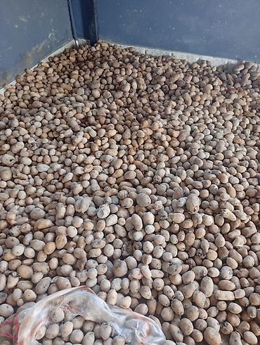 terevez toxumlari satisi: Salam Əkimlik Cücərmiş kartof kilosu 15 qəpik qoyun,quzu üçündə — 2