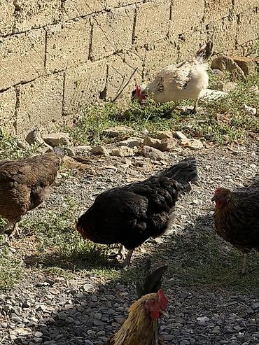 brama toyuqları: Məhsul: Qarışıq cins ev quşları sürüsü Təsvir: - Şəkillərdə müxtəlif — 9