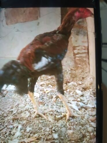 Xoruzlar: Məhsul: Uzunboyun döyüş tipi xoruz (fotoşəkillərdəki) Təsvir: - — 4