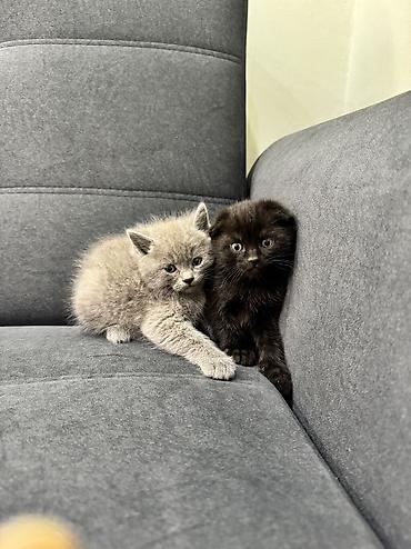 Продажа кошек: Продаю котят Шотландская вислоухая.Котята здоровые,живые,очень — 5