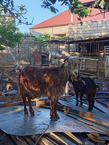 heleb keçileri: 3 ayın kecib erkekdi ana saf qan helebdi atası muruciana — 2