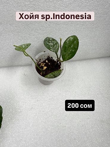 Хойи: Хойя (Hoya) Nui 400 сом( Hoya macrophylla 250 сом Хойя — 14