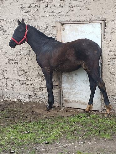 Лошади, кони: Продаю | Жеребец | Полукровка | Рабочий — 2