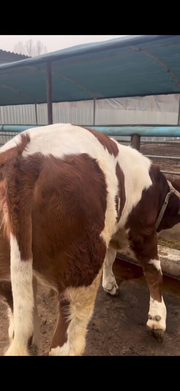 Inəklər, öküzlər: Simental cinsi inək - Rəng: qırmızı-ağ ala - Südçülük istiqaməti, iri — 11