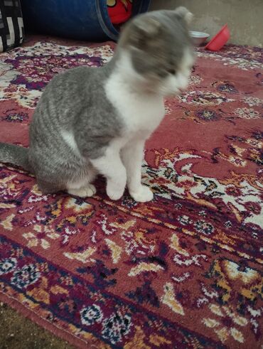 bala pişiylər: Şotland yastı qulaq, Dişi, Pulsuz çatdırılma