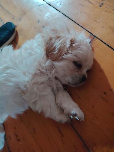 çin aslanı: Pekines, 2 ay, Dişi, Peyvəndli — 2