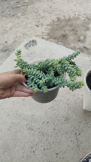 растения для офиса: Продаю комнатные растения 
ватсап
