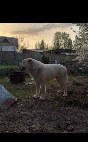Продажа собак: Алабай, 1 год, Самец, С родословной