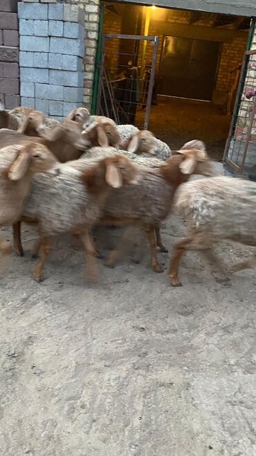 Бараны, овцы: Продаю | Овца (самка) | Арашан | Для разведения | Матка — 11