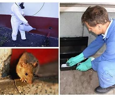 Профессиональная дезинсекция и дератизация - Уничтожаем вредителей