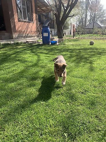 Продажа собак: Лайка, 2 месяца, Самец — 20