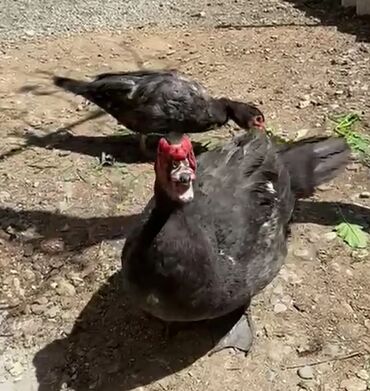 Xoruzlar: Tek 100 ayam zemani cut 200m .qap — 10