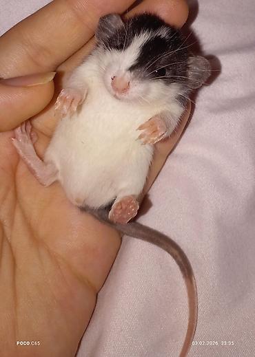 Крысы: КРЫСЯТА "ДАМБО" 3 малыша, мальчики месяц ручные активные готовы к — 4