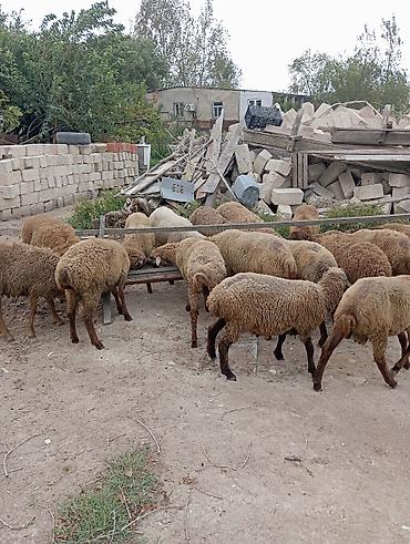 avcarka type 1: Qoyun sürüsü – ətlik və damazlıq üçün - Təsvir: Şəkillərdə qəhvəyi və — 7