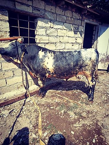С/х животные и товары: Cins: Yerli qarışıqlı ətin istiqamətli buğa Rəng: Qara-ağ ala, bədən — 1