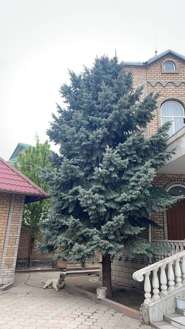 Декоративные деревья: Саженцы деревьев: Ели