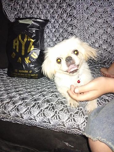 ev itləri satışı: Pekines, 8 ay, Dişi, Peyvəndli, Ünvandan götürmə — 4