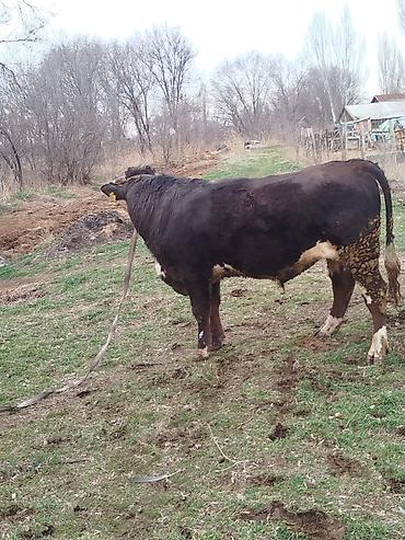 Коровы, быки: Продаю | Бык (самец) | Для разведения | Племенные — 13