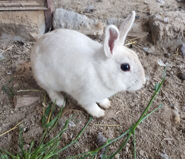 Грызуны: Декоративный кролик самка, 1 год