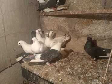 Göyərçinlər: Salam aleykum quşlar satılır tam sağlam uçan super quşlardı biri 5 -da lalafo.az — 7 Göyərçinlər: Salam aleykum quşlar satılır tam sağlam uçan super quşlardı biri 5 — 7