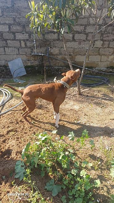 bull terier: Pitbul, 1 il, Erkək, Peyvəndli, Ünvandan götürmə — 2