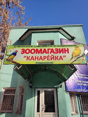 А/ч жаныбарлары үчүн тоюттар: Волнистые попугаи являются одними из самых популярных домашних птиц по — 9
