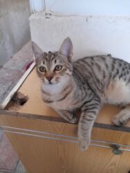 İtlər: Tabbi, Yaxşı əllərə