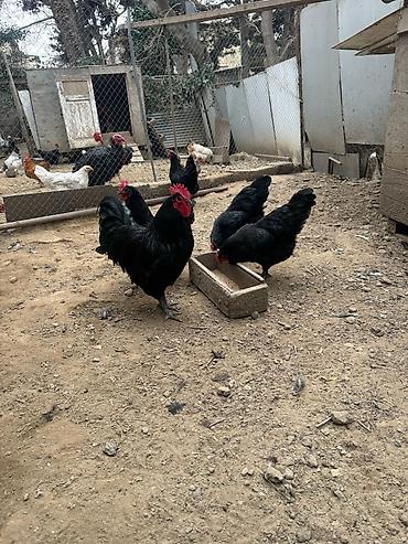 ucuz quslar: Alman uzunquyruq orginal Avstrolorp mayalı yumurtaları satılır. 1ədədi — 3