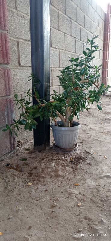 Денежное дерево: Цветы денежное дерево цена 1000,2000 ватсап