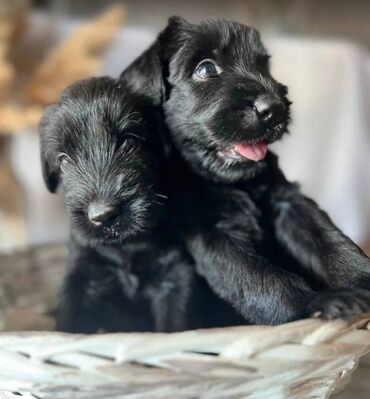 Psi: Veliki Crni Snaucer štenci vrhunskog izlozbenog porekla na prodaju — 10