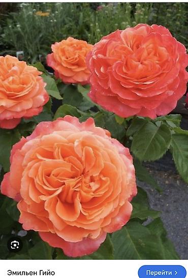 Роза: Саженцы — 40