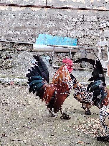 Xoruzlar: Yaponkalar satılır ünvan Əmircan — 6