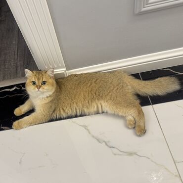 coban iti sekilleri: Британская