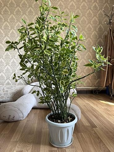 Пестролистный комнатный куст в горшке - Декоративно-лиственное