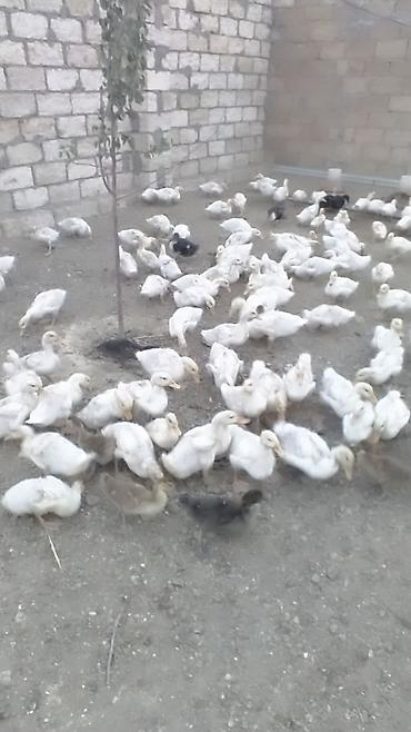 щенок той пудель цена: Satış: Pekin cinsi ördək balaları (ağ rəngli sürü) 1 ayliq kuban - — 2