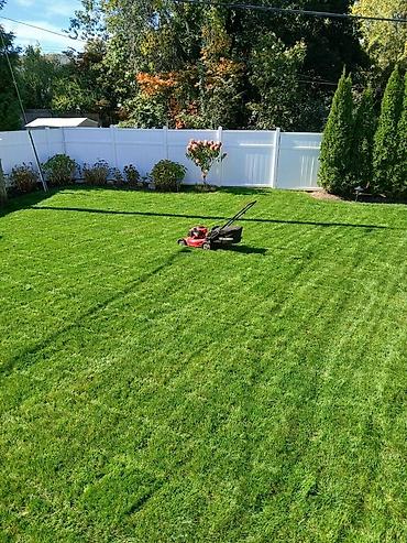 Семена газона: Семена гозона 🌱за 10 дней Из Европы 🇪🇺 производство Дания. Линейка — 3